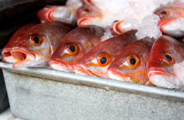 fish faces