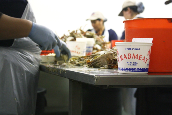 crab meat pickers Lake Pontchartrain Blue Crab