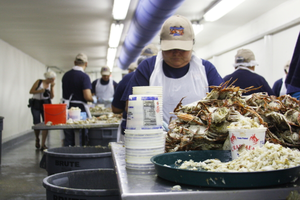 crab picker 2