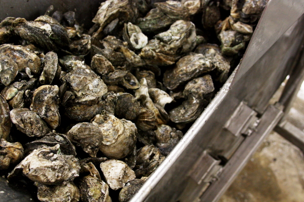 processed oysters Motivitat oysters